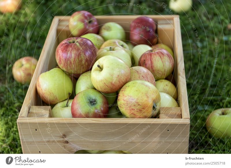 A box full of fresh apples. Fruit Organic produce Vegetarian diet Healthy Eating Agriculture Forestry Summer Autumn Grass Garden Box Wood Fresh Natural To enjoy