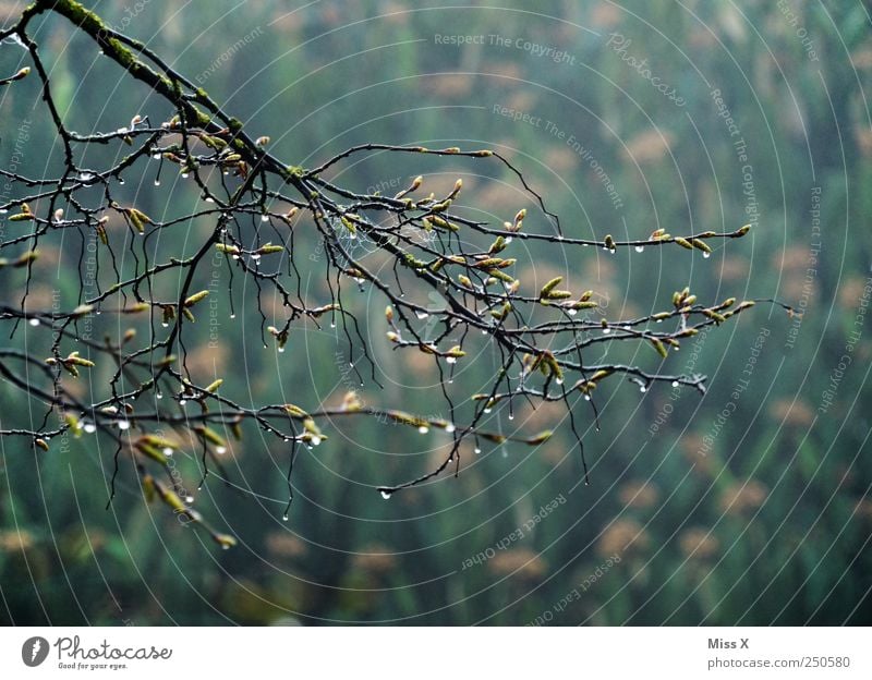 up-to-date Drops of water Autumn Bad weather Rain Bushes Garden Wet Cold Branch Twig Twigs and branches Colour photo Subdued colour Exterior shot Deserted