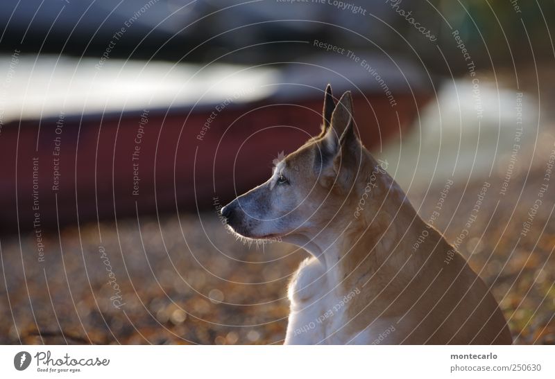 eavesdropping Environment Nature Lakeside Animal Pet Dog Animal face Pelt 1 Listening Looking Colour photo Multicoloured Exterior shot Close-up Copy Space left