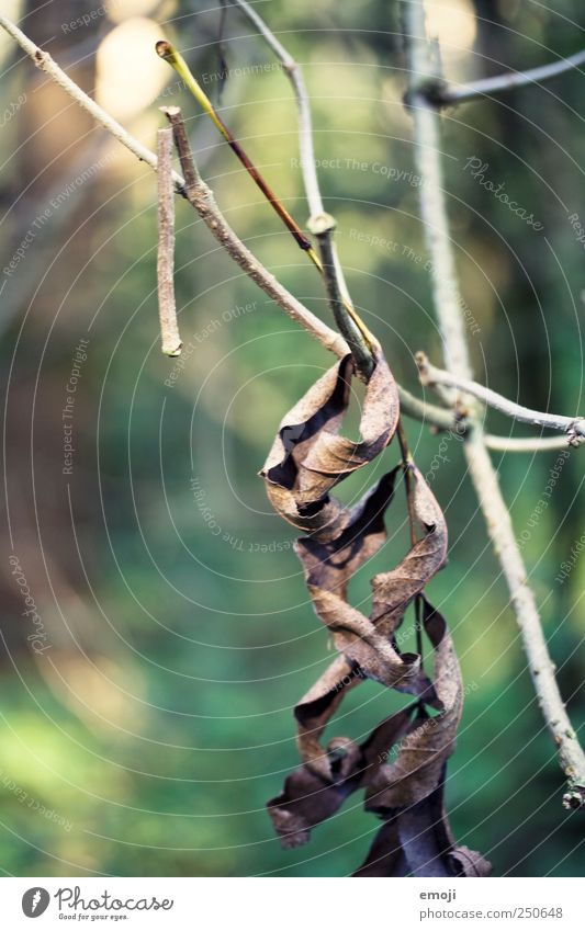 dry Environment Nature Autumn Leaf Forest Natural Brown Dry Limp Branch Grief Death Colour photo Exterior shot Close-up Detail Deserted Copy Space left Day