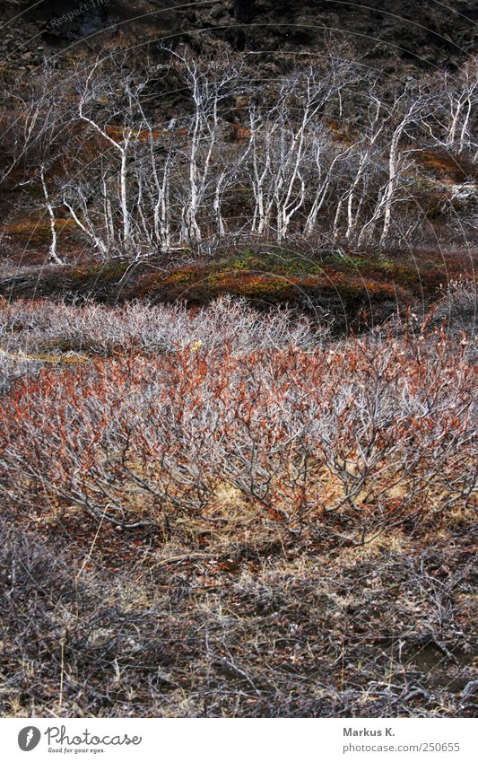 Natural colour balance II Nature Plant Earth Tree Bushes Moss Hill Rock Canyon Esthetic Brown Red White Secrecy Bizarre Colour photo Subdued colour