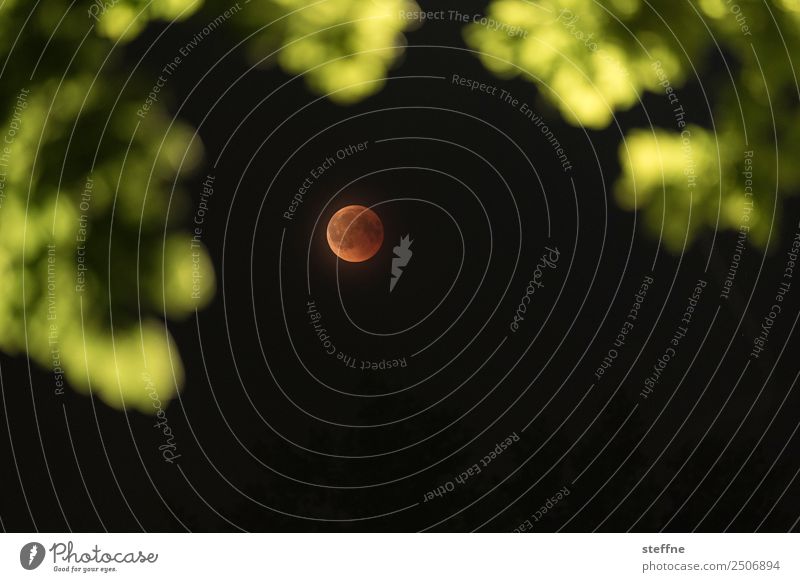 Blood moon at total lunar eclipse, photographed by tree Environment Nature Moon Lunar eclipse Full  moon Exceptional blood moon red moon Colour photo