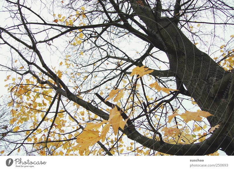 tree Environment Nature Air Sky Autumn Climate Weather Tree Leaf Forest Wood Old Yellow Black Calm Transience Change Majestic Tree trunk branches Branched