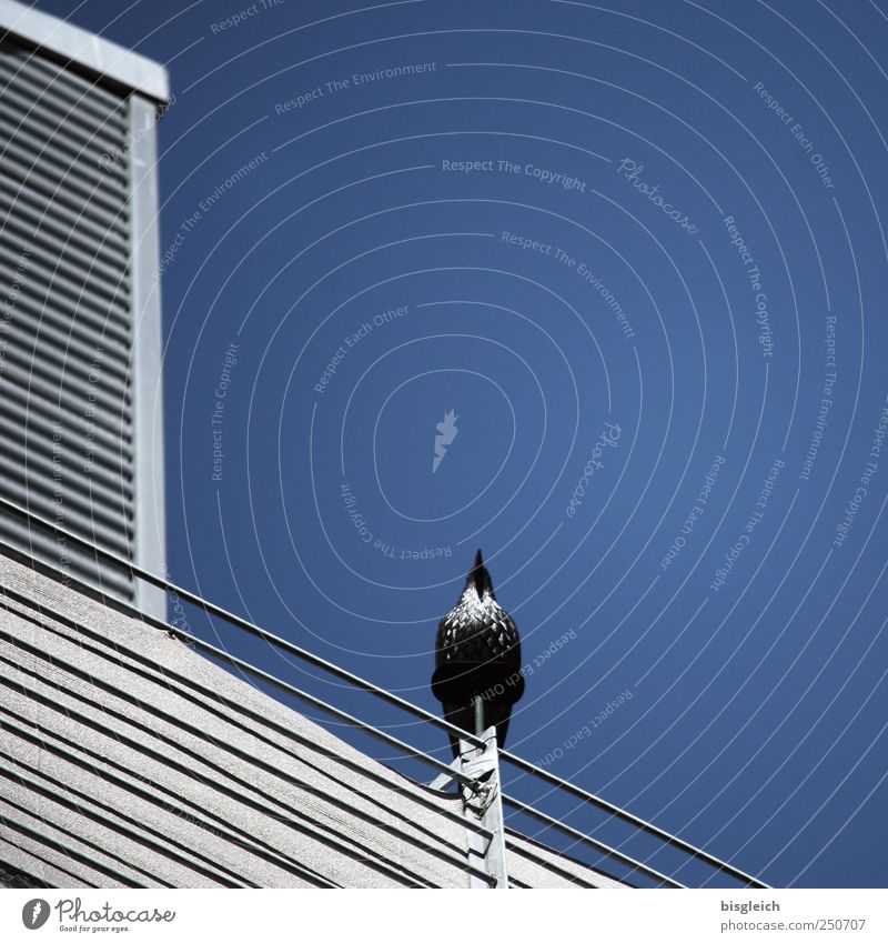upward Sky Cloudless sky Bird 1 Animal Metal Sit Blue Gray Pride Colour photo Exterior shot Deserted Copy Space right Day