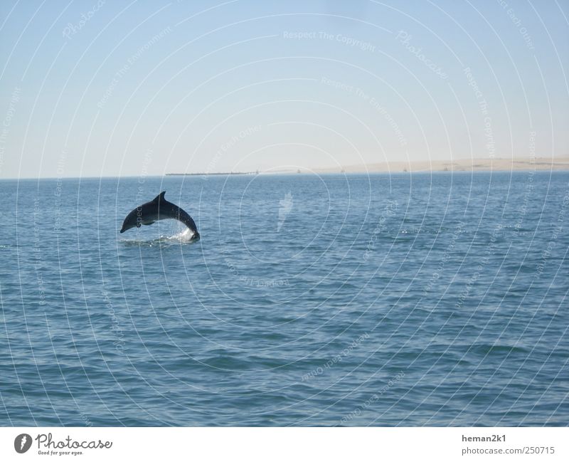 Ecco the Dolphin Vacation & Travel Tourism Trip Freedom Ocean Nature Water Animal Wild animal Fish 1 Jump Happiness Blue Black & white photo Exterior shot