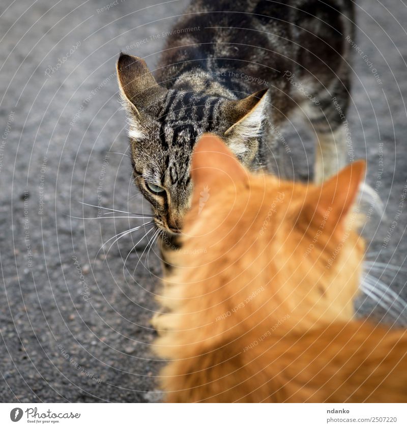 two cats met on the street Nature Animal Pet Cat 2 Playing Aggression Cute Gray Red Relationship Contact tabby Domestic running Kitten young eye Mammal Striped