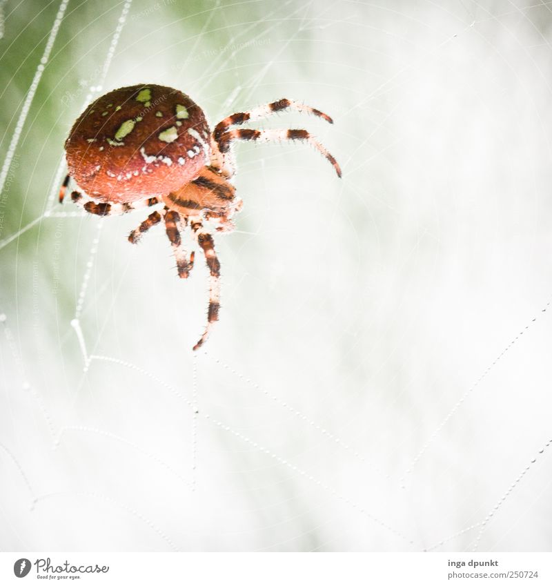 In the sights of the cross spider Trip Hiking Garden Environment Nature Animal Water Drops of water Fog Meadow Dew Spider Insect Spider's web Net Observe Hang