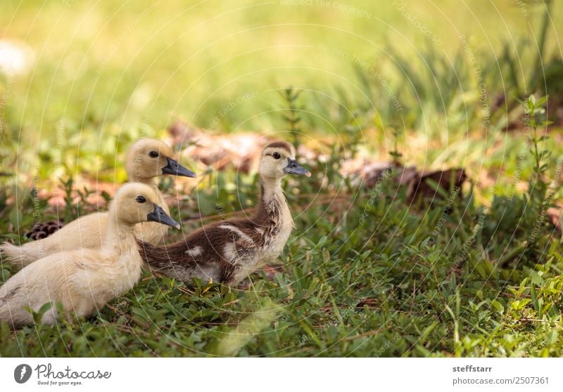 Yellow Baby Muscovy ducklings Cairina moschata Summer Mother Adults Family & Relations Nature Animal Grass Pond Farm animal Wild animal Bird Animal face 3 Flock