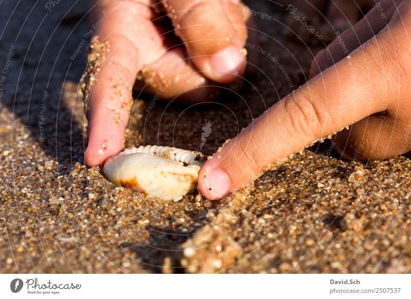 Fingers of a child holding a cowrie shell on the beach Leisure and hobbies Vacation & Travel Beach Child 1 Human being 3 - 8 years Infancy Animal Coast Snail