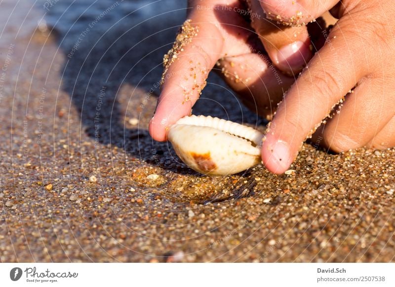Fingers of a child holding a cowrie shell on the beach Leisure and hobbies Vacation & Travel Beach Child Hand 1 Human being 3 - 8 years Infancy Nature Sand