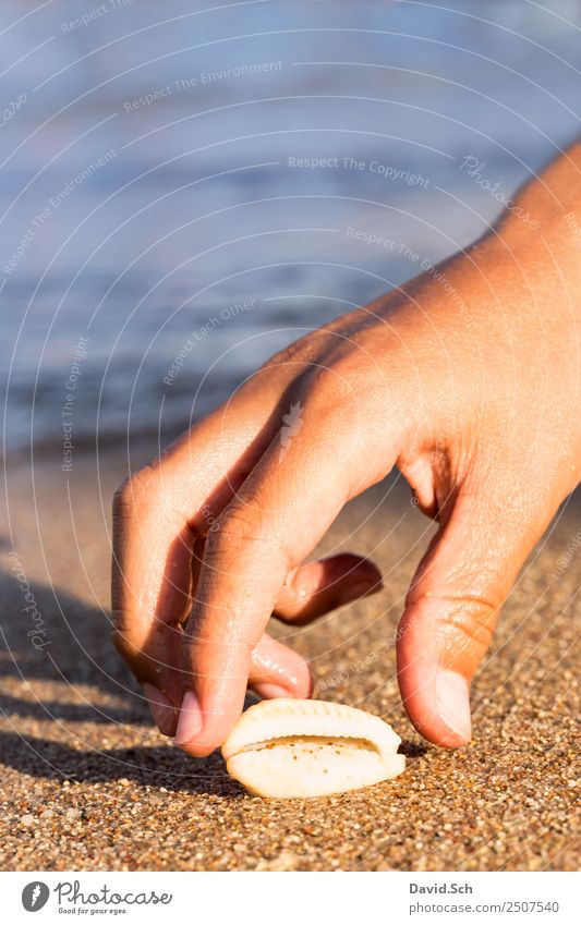 Child's hand reaches for a cowrie shell on the beach Summer Summer vacation Beach Ocean Hand Fingers 8 - 13 years Infancy Animal Sand Coast Snail Mussel Joy