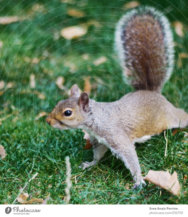 morning sports. Leaf Meadow Animal Wild animal Paw Squirrel 1 Movement Flexible Articulated Curiosity Colour photo Exterior shot Shallow depth of field