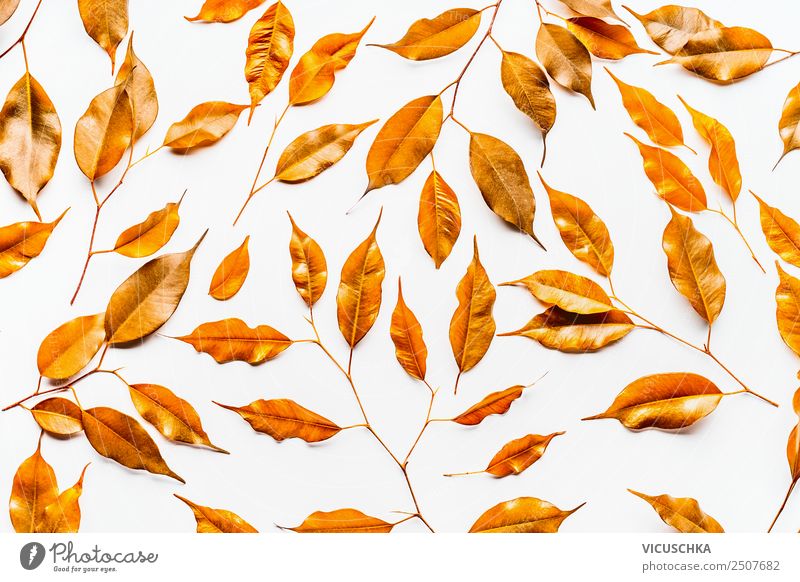 Yellow autumn leaves pattern on white Style Design Nature Plant Gold Background picture Autumn leaves Bright background flat lay Colour photo Studio shot