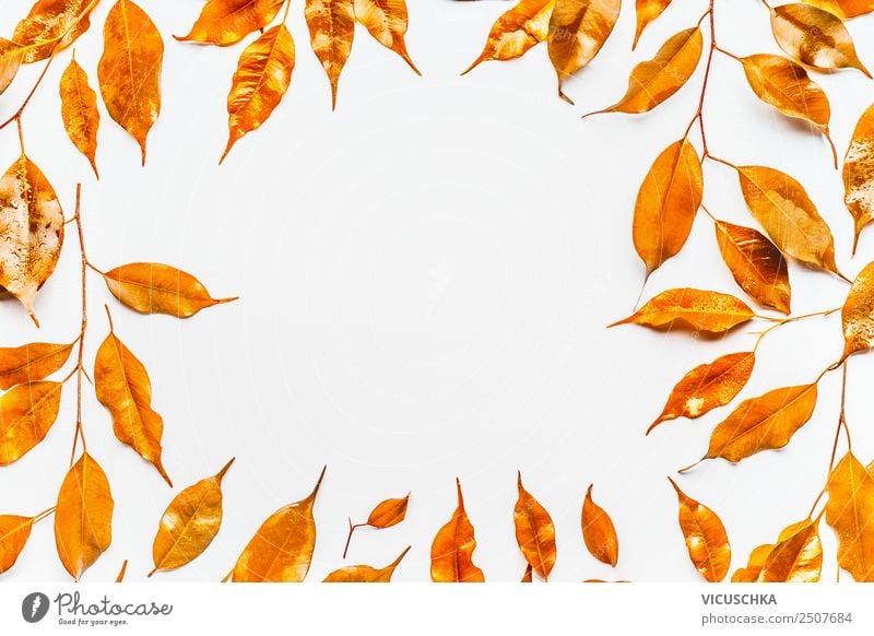 Golden autumn leaves, frame on white Style Design Feasts & Celebrations Nature Autumn Leaf Decoration Ornament Yellow Background picture Conceptual design