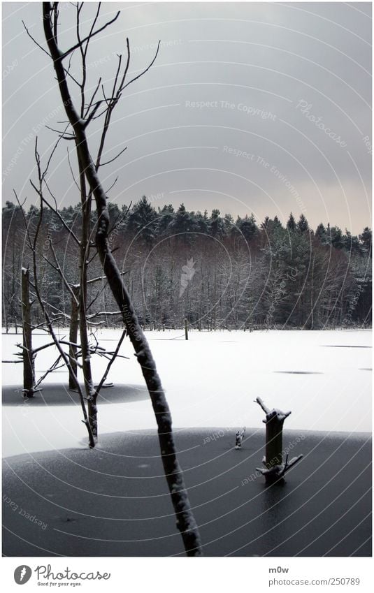 silent Environment Nature Landscape Plant Air Water Sky Clouds Winter Bad weather Ice Frost Snow Tree Forest Lakeside Bog Marsh Pond Think Freeze To enjoy