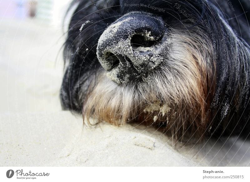 Sandhooey. Nose Mouth Facial hair Summer North Sea Borkum Animal Pet Dog 1 To enjoy Lie Sleep Natural Gray Black Secrecy Caution Serene Calm Indifferent