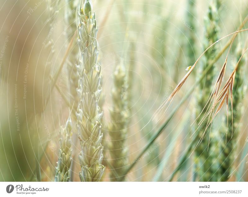 In hope Environment Nature Plant Spring Climate Beautiful weather Agricultural crop Wheat Wheat ear Wheatfield Oats ear Breathe Movement Fragrance Illuminate