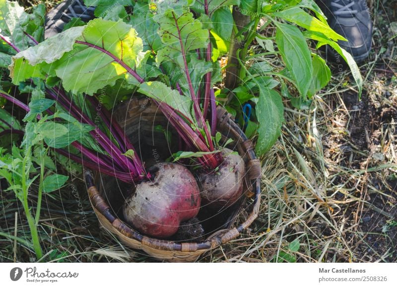 Two red beets in a basket in the orchard. Vegetable Nutrition Vegetarian diet Diet Summer Garden Agriculture Forestry Industry Nature Plant Earth Leaf