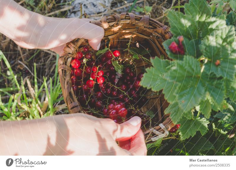 Woman's hands picking red currants in a basket. Fruit Dessert Nutrition Juice Garden Work and employment Gardening Agriculture Forestry Adults Hand 1