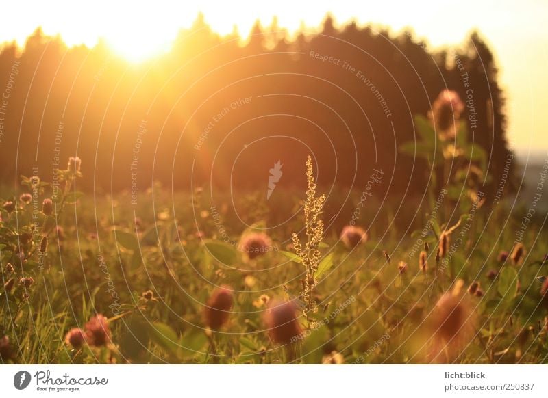 sunstained Nature Landscape Plant Sunrise Sunset Sunlight Summer Grass Foliage plant Wild plant Clover Clover blossom Meadow Field Forest Moody Warm-heartedness