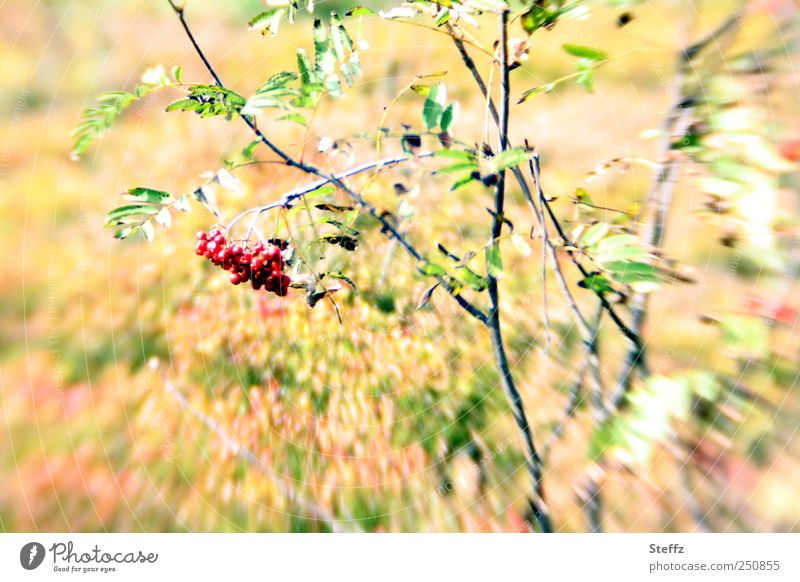Rowanberries in September Rawanberry Berries Yellow Berry bushes Indian Summer Indian summer late summer sunny Birdseed wild plants Red motion blur