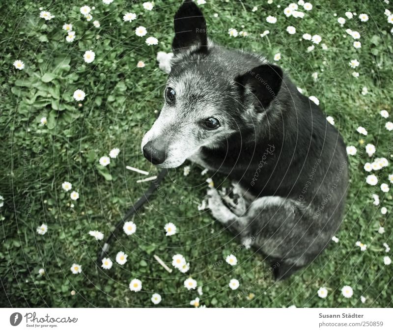 German shepherd dog Nature Garden Meadow Animal Pet Dog Paw 1 Looking Dream Daisy Wait Sit Loyalty Near Gray Watchfulness Subdued colour Exterior shot Close-up