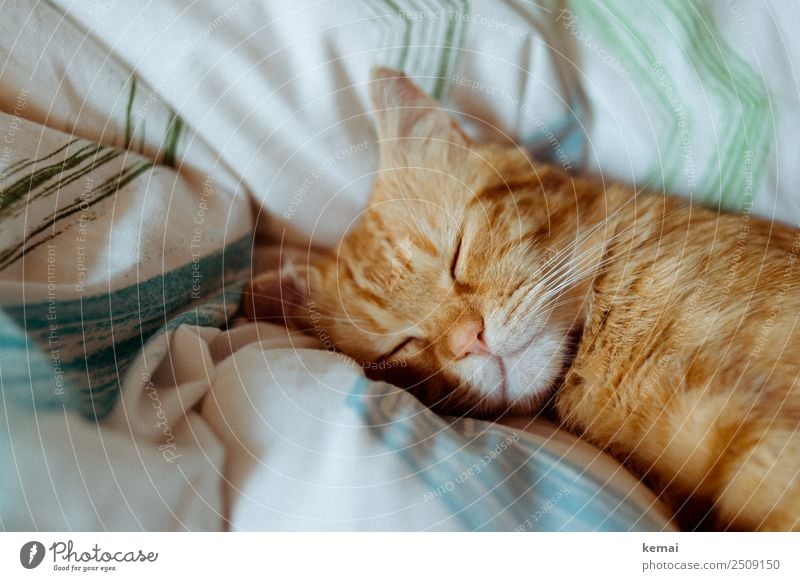sleeping posture Lifestyle Harmonious Well-being Contentment Senses Relaxation Calm Leisure and hobbies Living or residing Bed Duvet Animal Pet Cat Animal face