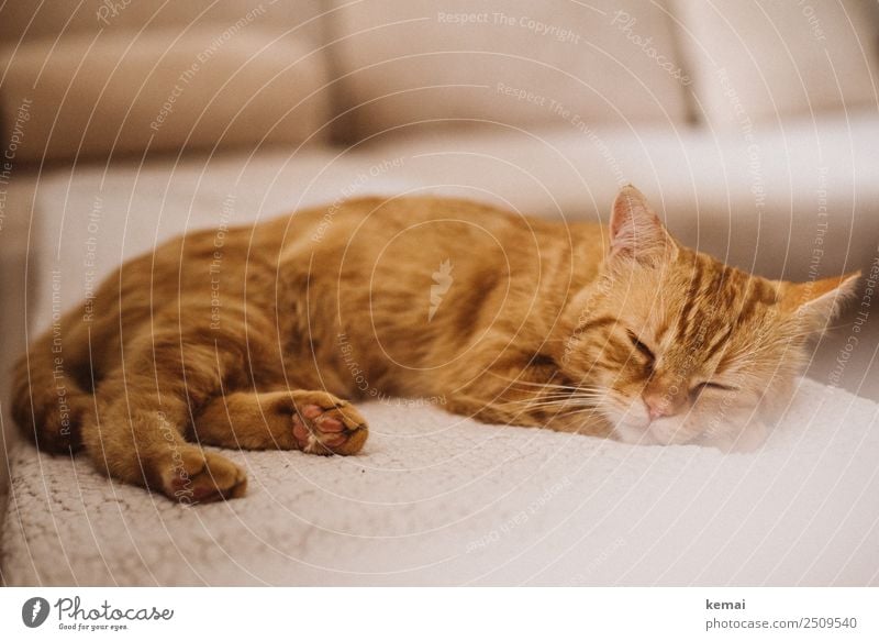 Sleeping Beauty Lifestyle Harmonious Well-being Contentment Senses Relaxation Calm Leisure and hobbies Living or residing Flat (apartment) Sofa Animal Pet Cat 1