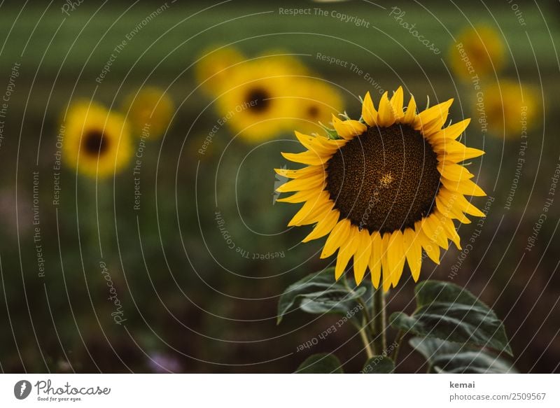 Sunflowers everywhere Life Harmonious Well-being Contentment Senses Relaxation Calm Leisure and hobbies Nature Plant Summer Beautiful weather Flower
