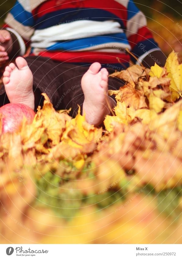 autumn feet Apple Leisure and hobbies Playing Children's game Human being Baby Toddler Infancy Feet 1 0 - 12 months 1 - 3 years Nature Autumn Beautiful weather