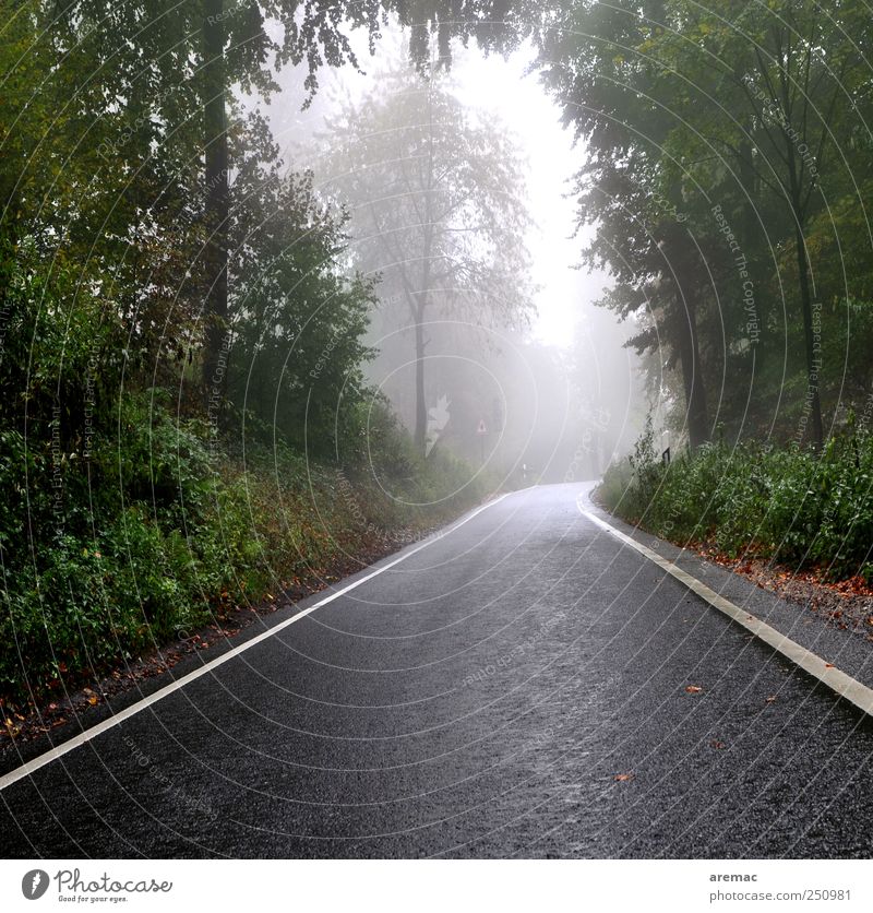 side road Bad weather Fog Rain Forest Transport Traffic infrastructure Street Moody Calm Colour photo Exterior shot Deserted Day