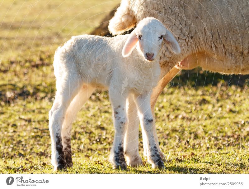 Beautiful lamb next to its mother Summer Mother Adults Family & Relations Environment Nature Landscape Animal Grass Meadow Hill Fur coat Herd To feed Natural