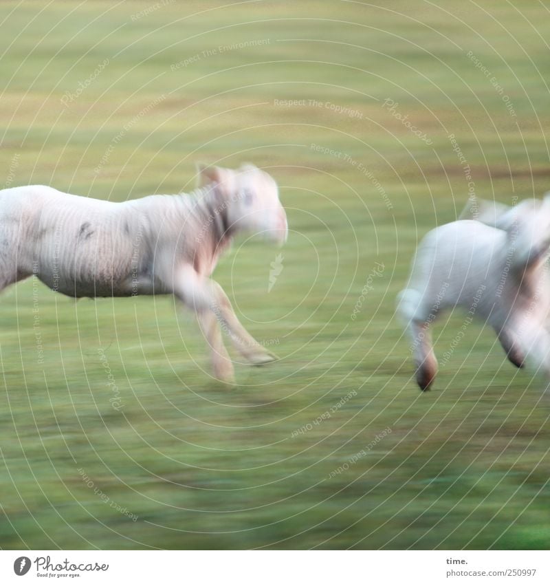 Sports photography (basic course) | ChamanSülz Meadow Animal Farm animal Sheep Lamb 2 Baby animal Running Hunting Walking Adventure Joie de vivre (Vitality)
