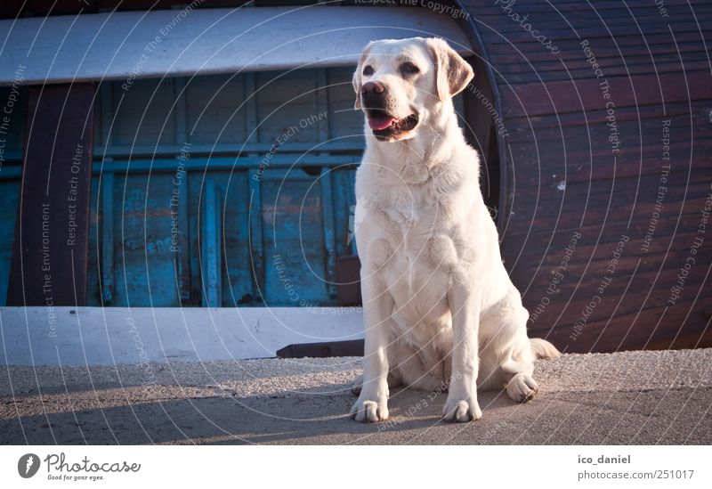 One friendly smile :-) Leisure and hobbies Playing Vacation & Travel Tourism Trip Dinghy Rowboat Harbour Animal Pet Dog Animal face Pelt Labrador 1 Feeding