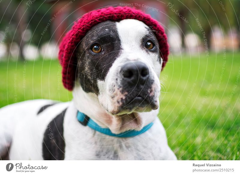 Dog looking at the camera Nature Grass Hat Animal Pet 1 Friendliness Green Red Black White Trust Love of animals Calm Colour photo Exterior shot Twilight Light