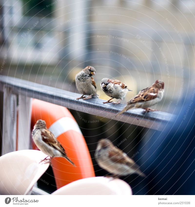 Boys Excursion Environment Animal Navigation Inland navigation Passenger ship Railing Life belt Handrail Wild animal Bird Wing Claw Beak Sparrow
