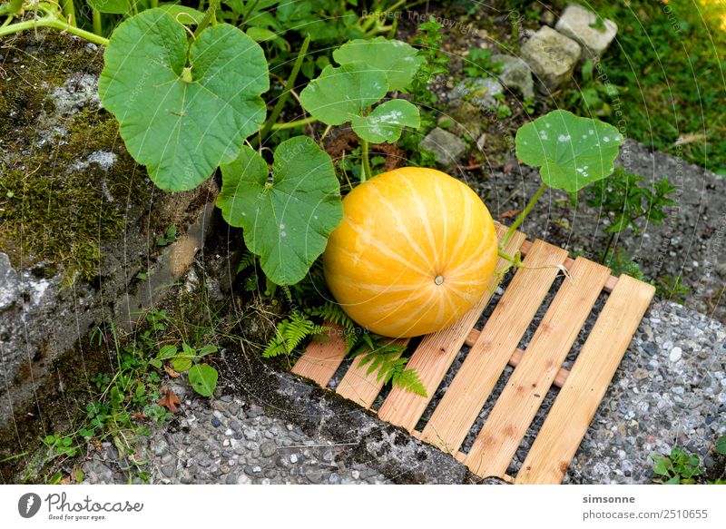 a yellow organic pumpkin in a bed Leisure and hobbies Garden Gardening Stairs Growth Yellow Pumpkin Garden Bed (Horticulture) nurse Harvest Earth Botany