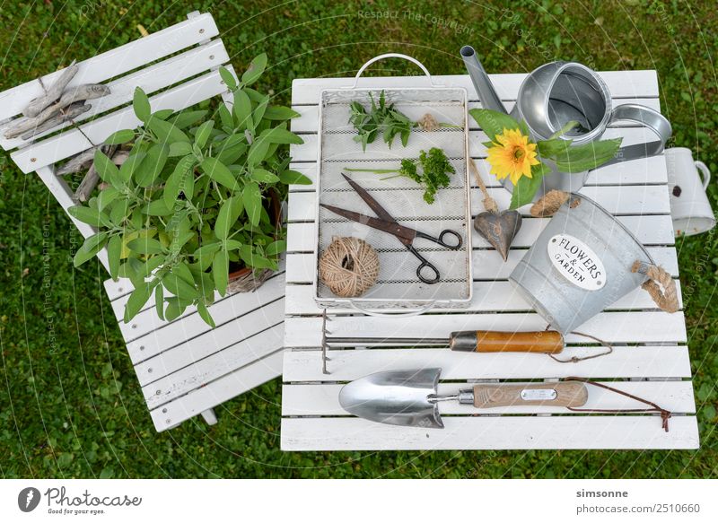 Herbs and garden utensils wood background from above Herbs and spices Well-being Leisure and hobbies Garden Decoration Work and employment Gardening
