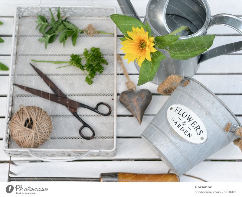 Herbs in the garden with a watering can and scissors white from above Herbs and spices Well-being Leisure and hobbies Garden Decoration Work and employment