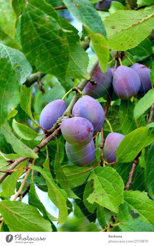 Blue plums ripening on a branch. Food Fruit Jam Nutrition Organic produce Vegetarian diet Diet Summer Bushes Agricultural crop To enjoy Violet Garden Edible