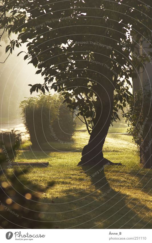 Dewy dawn Sculpture Shadow play Nature Tree Bushes Meadow Wood Sign Light Breathe Stand Illuminate Growth Gold Green Change as fresh as a daisy Fog