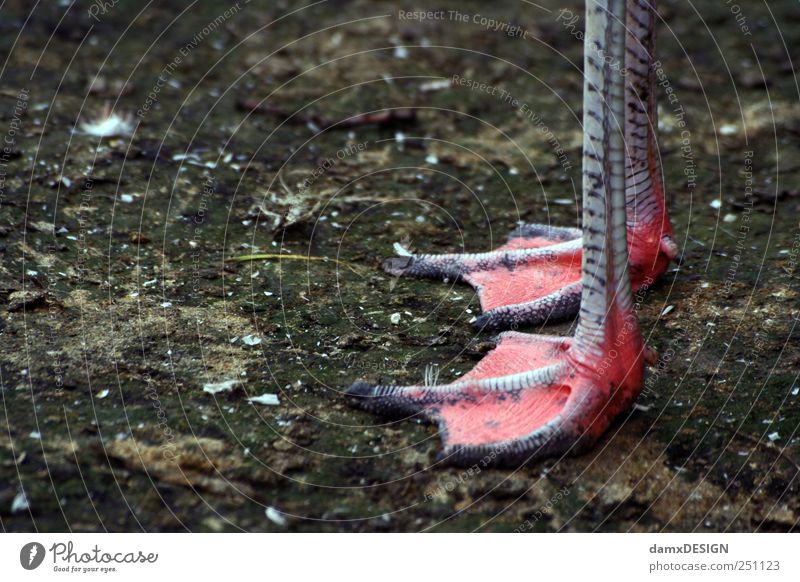 Pink shoes Animal Bird Flamingo Claw Paw 1 Stand Wait Dirty Long Calm Webbing Zoo Earth Floor covering Colour photo Subdued colour Exterior shot Copy Space left