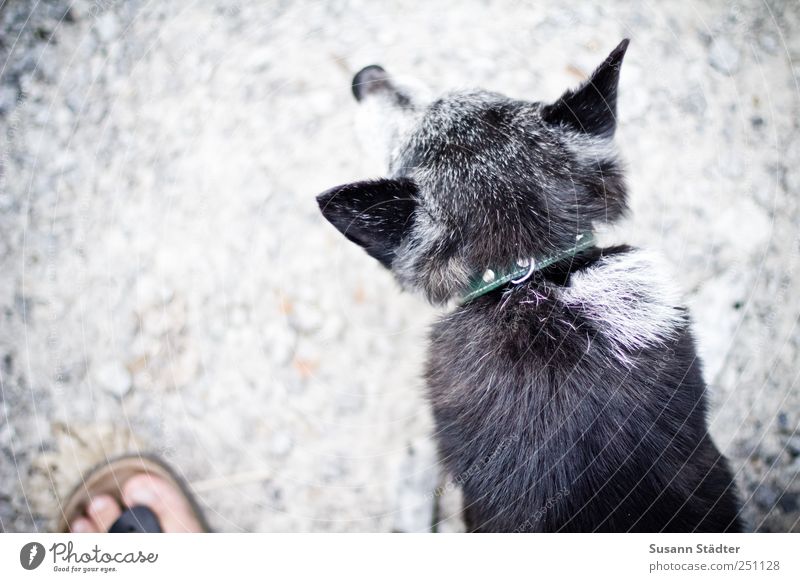 [CHAMANSÜLZ 2011] Axel Leisure and hobbies Feet Footwear Flip-flops Animal Pet Dog Listening Old Gray Summery Friendship Small Watchfulness Dog collar Gravel
