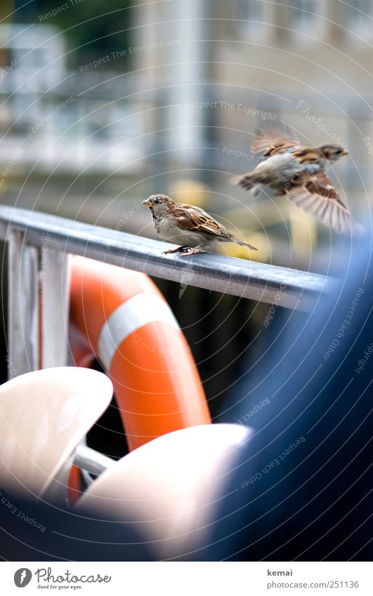 The last sparrow Navigation Inland navigation Passenger ship On board Railing Handrail Life belt Animal Wild animal Bird Wing Claw Sparrow 2 Flying Sit Cute