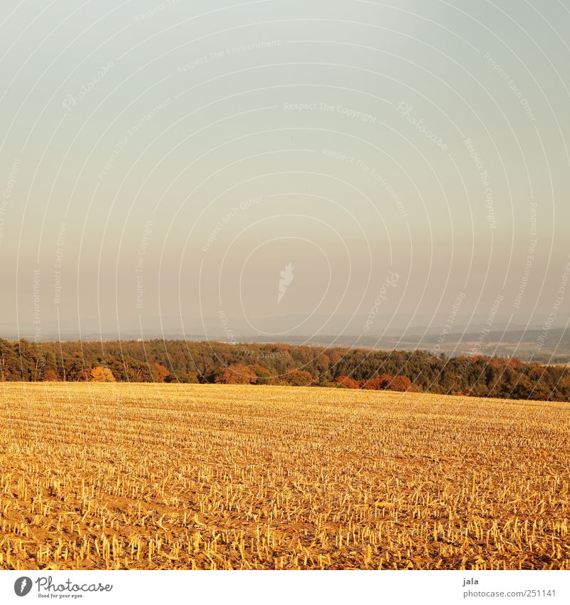 CHAMANSÜLZ | golden autumn Environment Nature Landscape Plant Sky Autumn Tree Grass Agricultural crop Wild plant Field Forest Natural Gold Colour photo