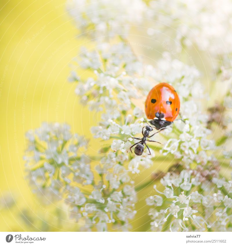smalltalk Nature Plant Animal Flower Blossom Apiaceae Meadow Field Beetle Ant Ladybird Seven-spot ladybird Insect 2 Touch Crawl Exceptional Communicate