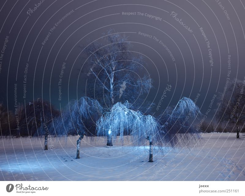 tree ghosts Night sky Winter Snow Tree Park Cold Beautiful Blue Black White Birch tree Colour photo Subdued colour Exterior shot Deserted Artificial light