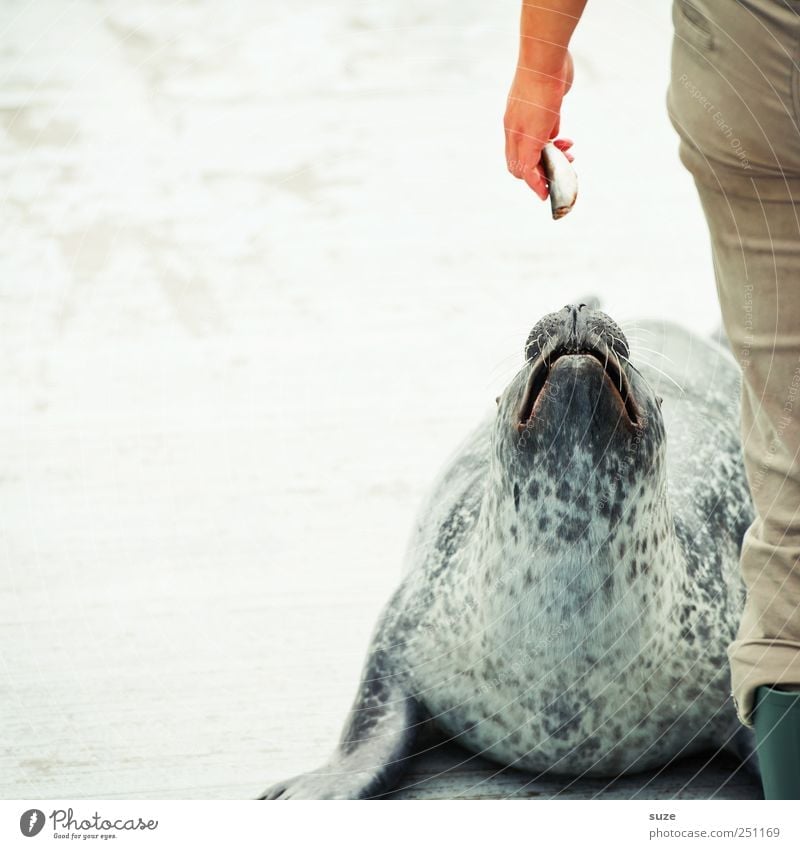 Fisherman's Friend Hand Legs 1 Human being Animal Wild animal Animal face Feeding Lie Wait Funny Curiosity Cute Rescue Doze Harbour seal Seals Animal protection