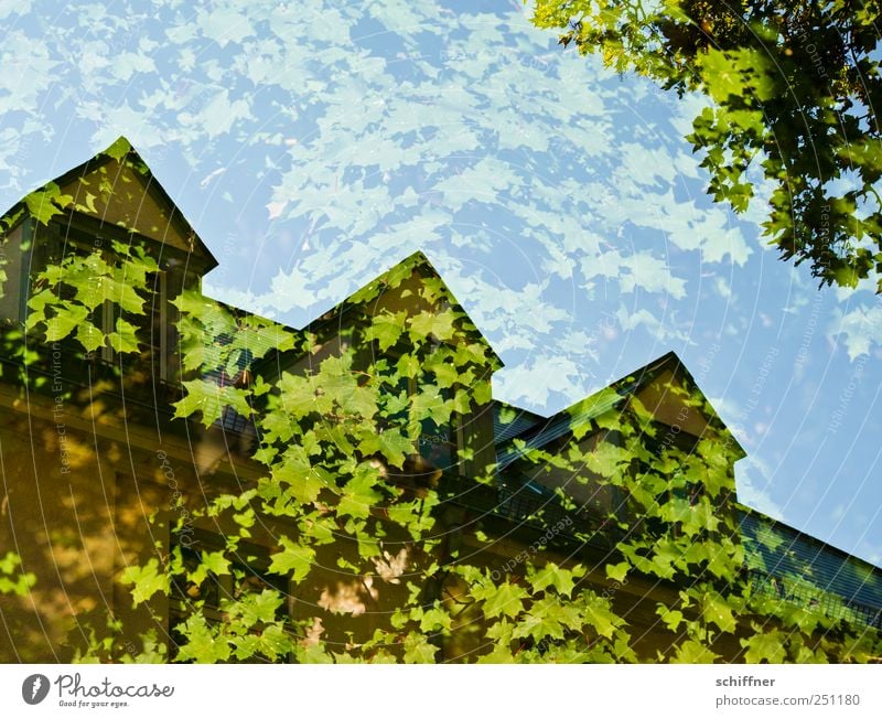 Chamansülz | Tree House I Leaf Foliage plant House (Residential Structure) Manmade structures Building Window Roof Dormer Green Leaf canopy Maple tree