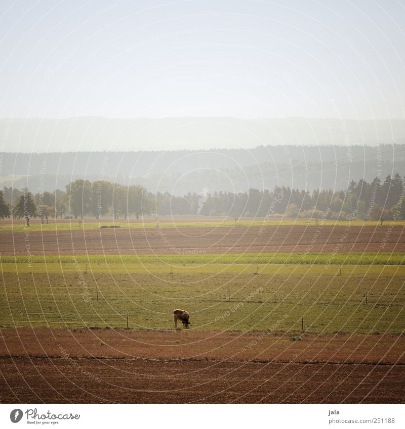 CHAMANSÜLZ | wide country Environment Nature Landscape Plant Animal Sky Tree Grass Meadow Field Mountain Farm animal Cow 1 Natural Colour photo Exterior shot